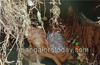 Decomposed body found beneath Chokkabettu Bridge. Murder suspected.